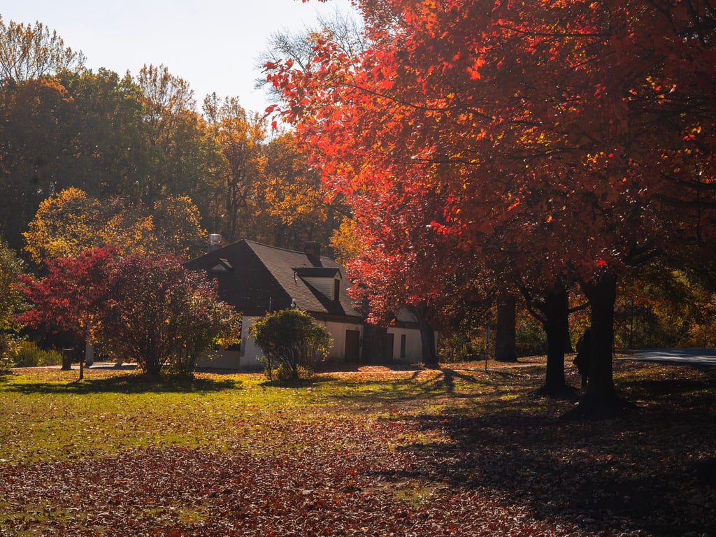 fall cottage maples