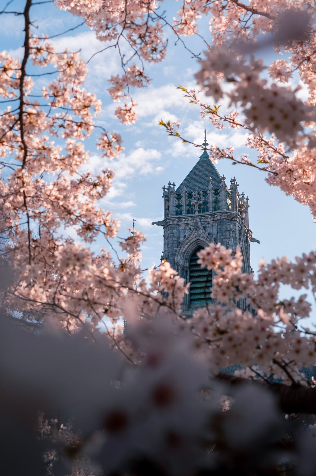 cathedral cherry blossoms