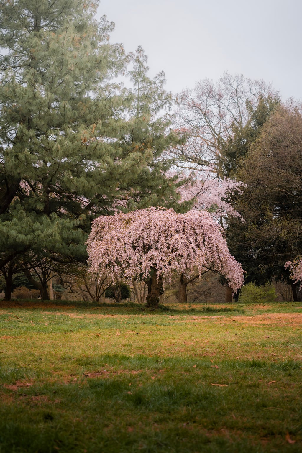 cherry blossom tree