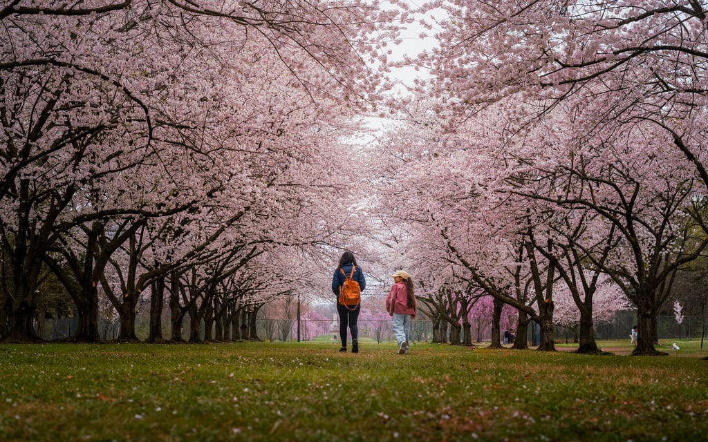 cherry blossom walk