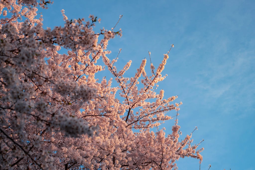 cherry blossoms