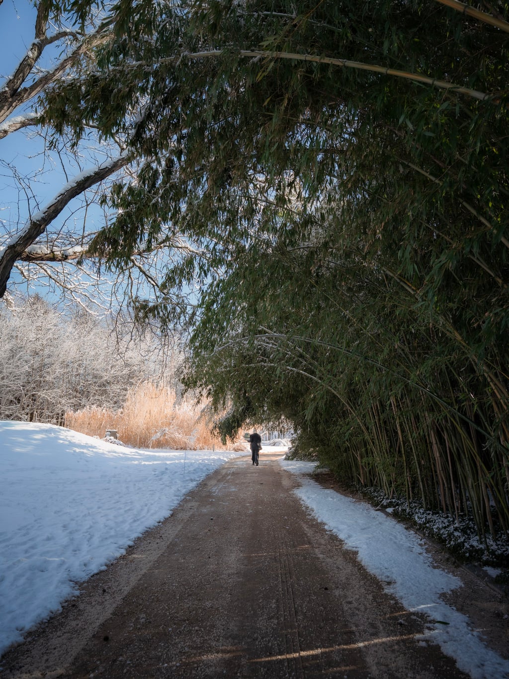winter path bamboo